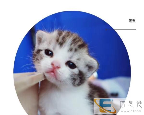 美短 美短起司 美短加白 美短梵净