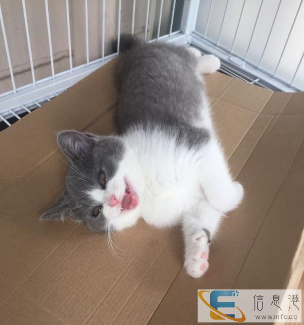 高品质英国短毛猫蓝白妹妹