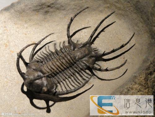 厦门私人正规常年收购奇石 当天现金到账