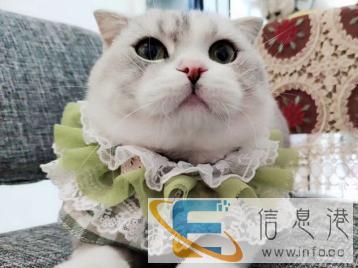 各种猫咪低价借配 别墅寄养可上门接