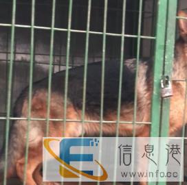 威士忌后裔邦德之子借配