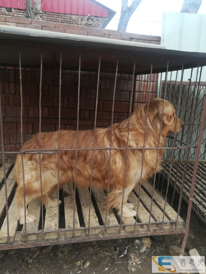 石家庄军兴犬舍