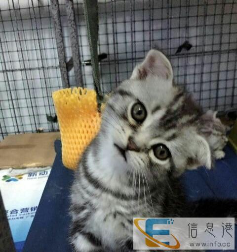 自家满月美短小猫寻主人