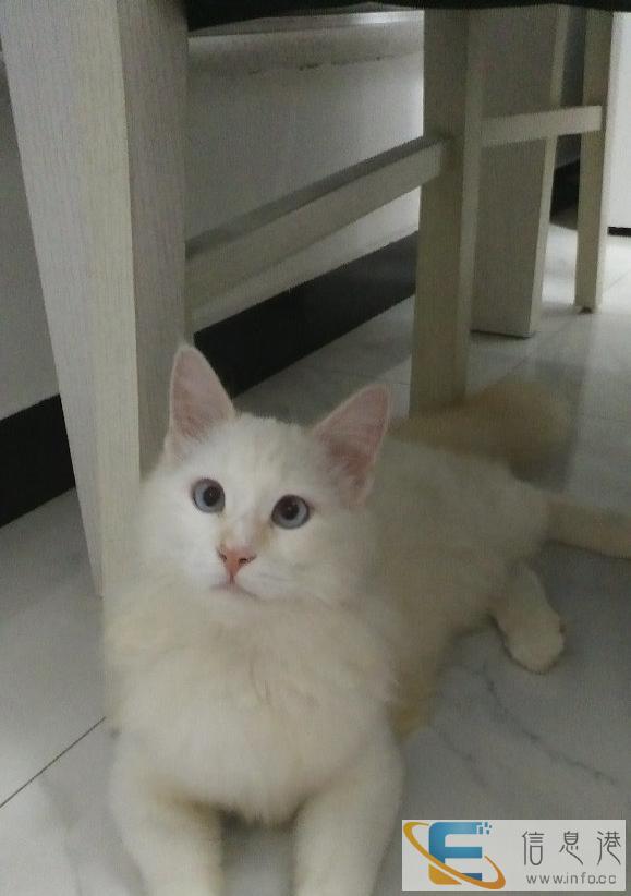 给这只可爱的猫猫找个好主人