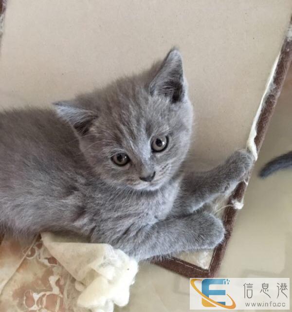 家养咪咪宠物猫,英短蓝猫,两个月大