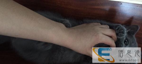 两只蓝猫宝宝找新家无疾病、无奶癣、保证健康