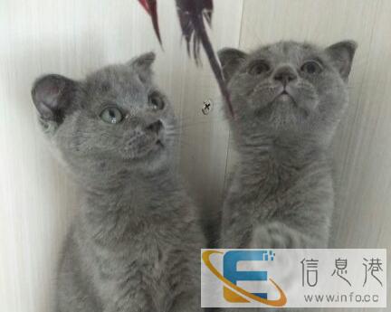 蓝弟弟特价出售