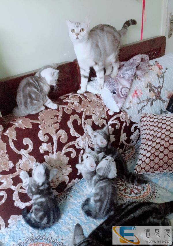 自家精心饲养美短银虎斑猫