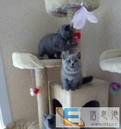 英短蓝猫出售