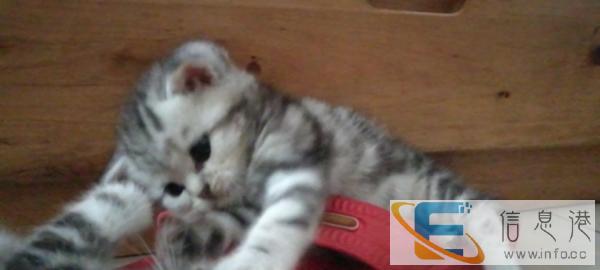 满月小猫咪,寻有爱铲屎官加长期饭票