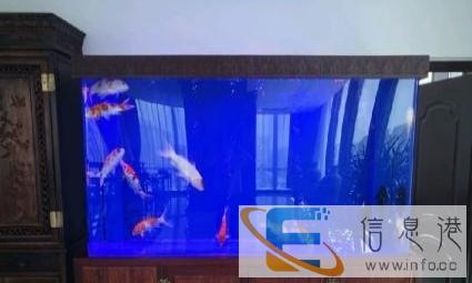 实体店 专业清洗,清理维修维护鱼缸