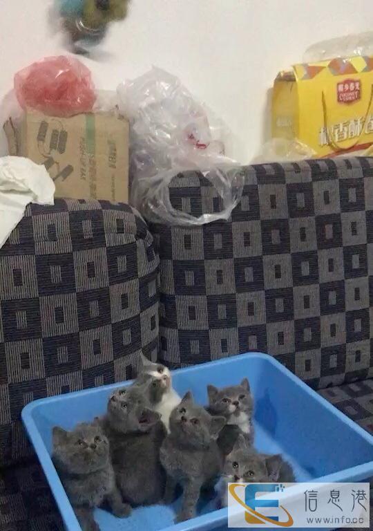 蓝猫,蓝猫加白