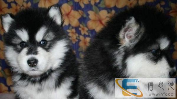 家养的纯种小狗狗,找真心喜欢他们的主人