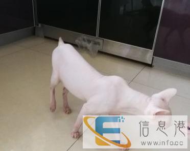 斯芬克斯种公对外借配