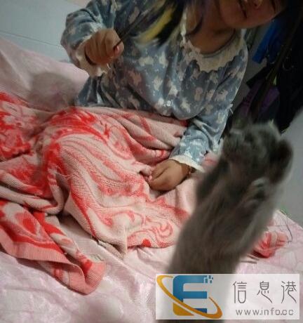 低价出售英国折耳蓝猫短毛