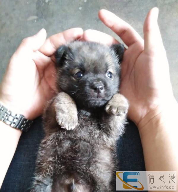 为狗狗寻找新主人