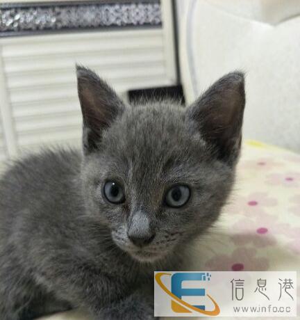 蓝猫蓝猫蓝猫出售