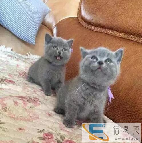 2个月大的蓝猫弟弟