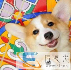 柯基母狗狗找老公