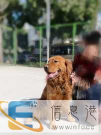 金毛 公、两岁 寻老婆配种