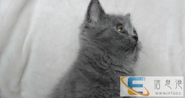猫舍英短蓝猫出售