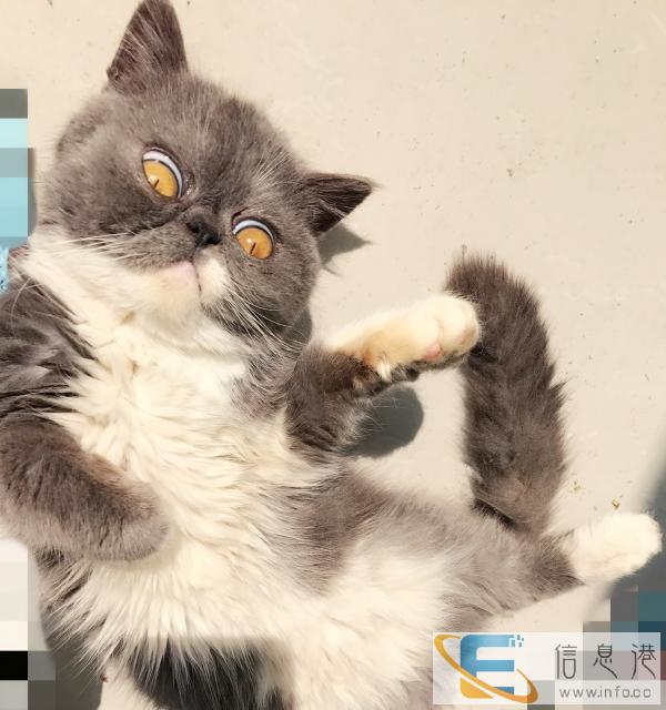 家养加菲猫弟弟