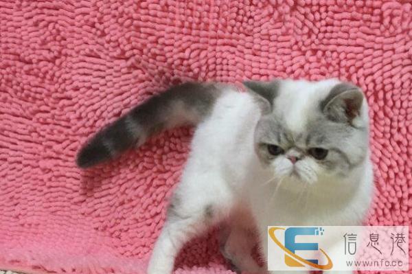 NKRDE短毛猫加菲猫 红虎斑纹 黄白净梵纹多只可以挑选