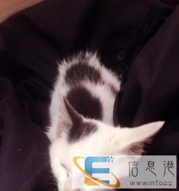 赠送小猫咪,寻找好人家