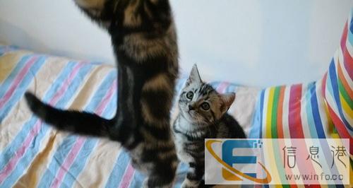 出售美短虎斑猫,自家小美短,非常活泼的