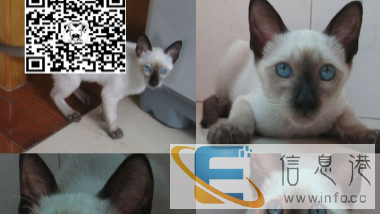 nbg暹罗猫高品质重点色 出售纯种宝石蓝眼睛暹罗猫特vvff