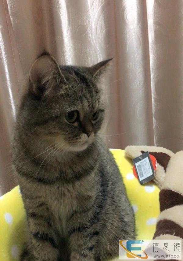 加菲猫杂交颜值很高