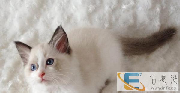 纯种双色布偶猫 毛色好 每只宝宝都是健康的