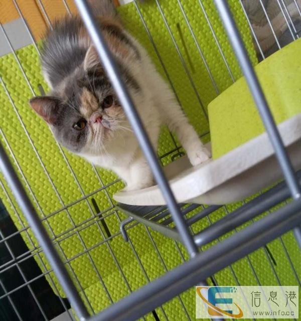 猫舍加菲猫小母出售