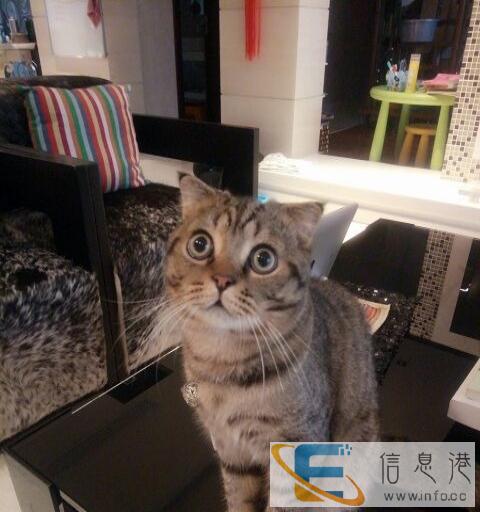 美国短毛虎斑猫