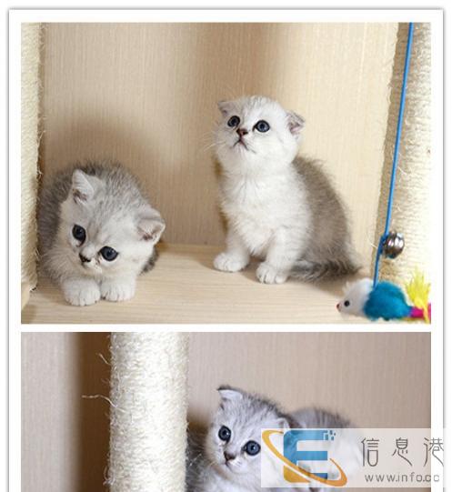 天生优雅迷人金吉拉猫火热销售中 公母均有可随时上门看