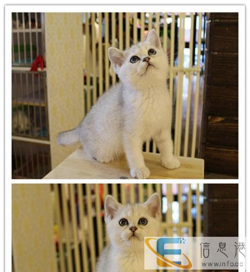 胖乎乎的圆脸圆圆的眼睛纯种金吉拉出售 可上门挑选