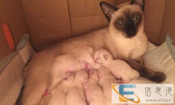 自家繁殖暹罗猫待售 蓝宝色双眼 血统纯正包健康