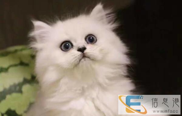 纯种金吉拉幼猫活体纯白 银色金吉拉幼猫公母