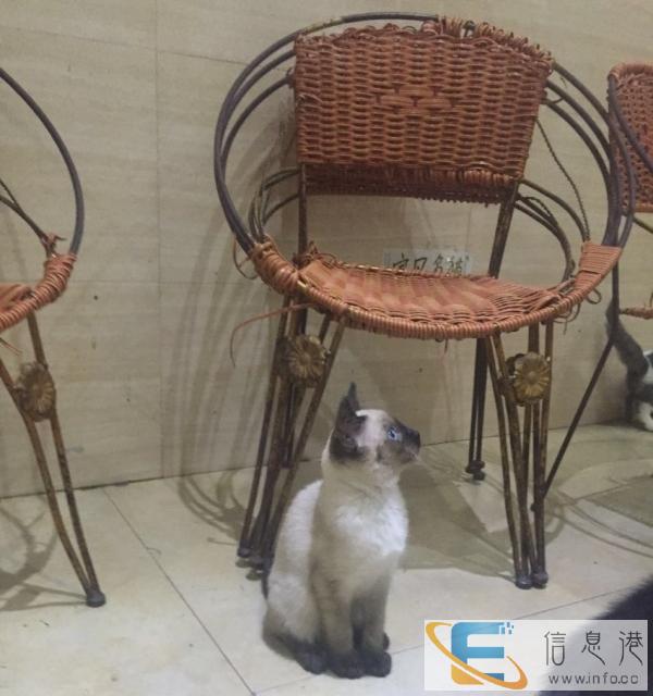 泰国皇室暹罗猫弟弟