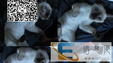 bgf暹罗猫高品质重点色 出售纯种宝石蓝眼睛暹罗猫特粘vre