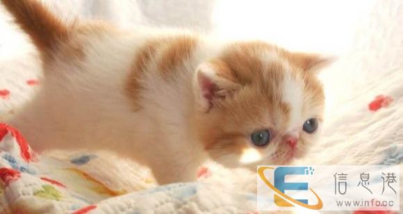 异国短毛猫纯种家养加菲幼猫纯白加菲猫加菲梵文幼猫宠