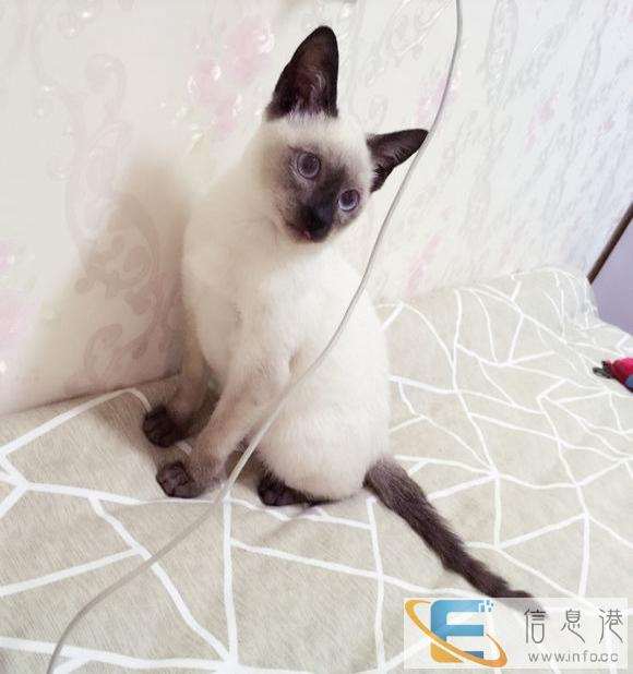 自家繁育纯血暹罗幼猫 公母都有 可来家选颜色