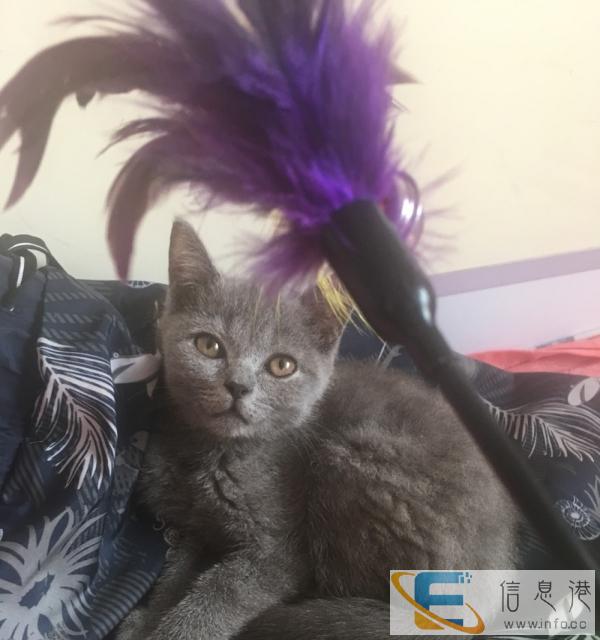 低价出售自养小蓝猫弟弟