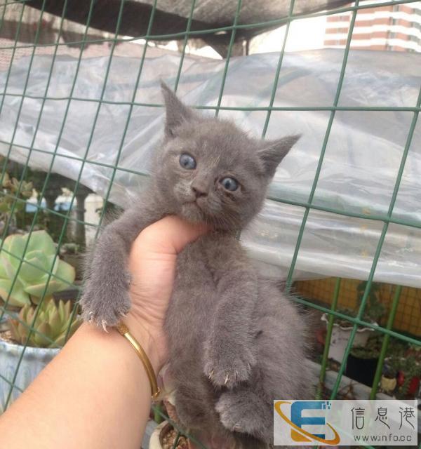 低价出售家养纯种蓝色英短