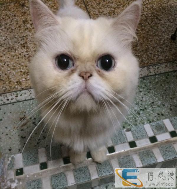 自家金吉拉转让 有养猫经验的好