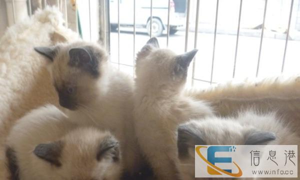 家庭式纯种聪明火爆热销暹罗猫立耳小宝宝 蓝宝石眼睛