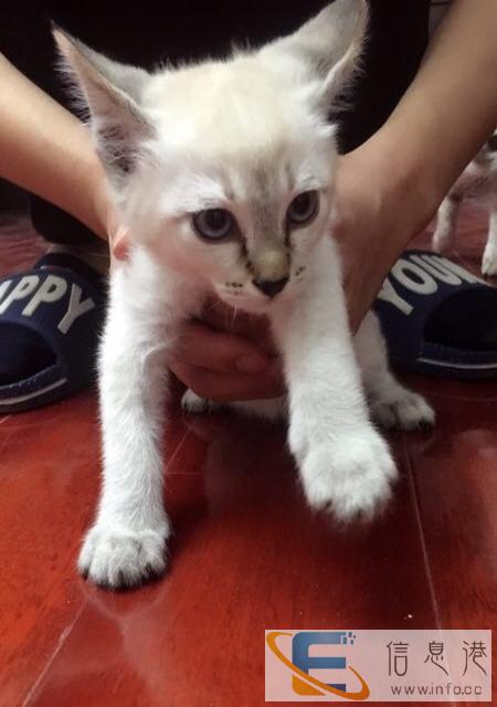 自家生的暹罗猫,600一只