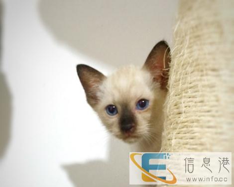 家养纯种暹罗猫,非诚勿扰