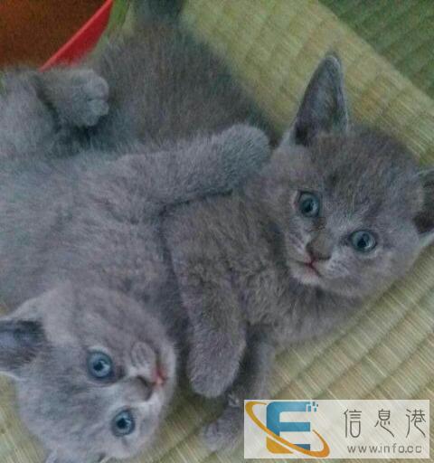 英短蓝猫弟弟妹妹