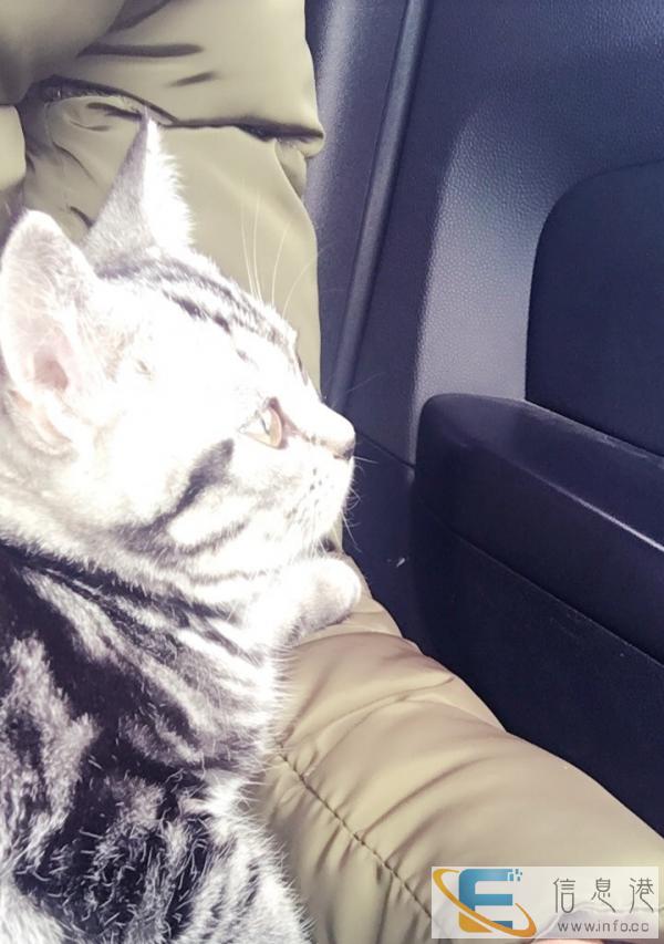 自家美短虎斑猫